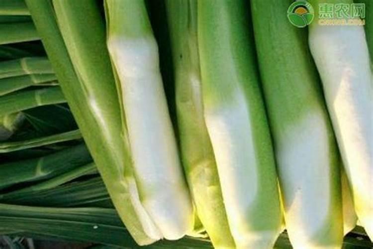 如何识别茭白胡麻叶斑病？怎样防治？