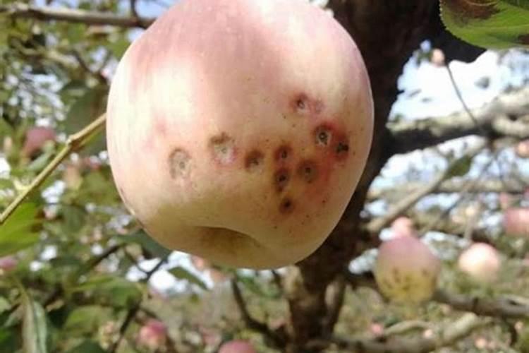 为何说“氮”长叶子“磷”长果,“钾肥”不足长柴火？