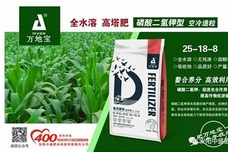 玉米和高粱如何在一起种植