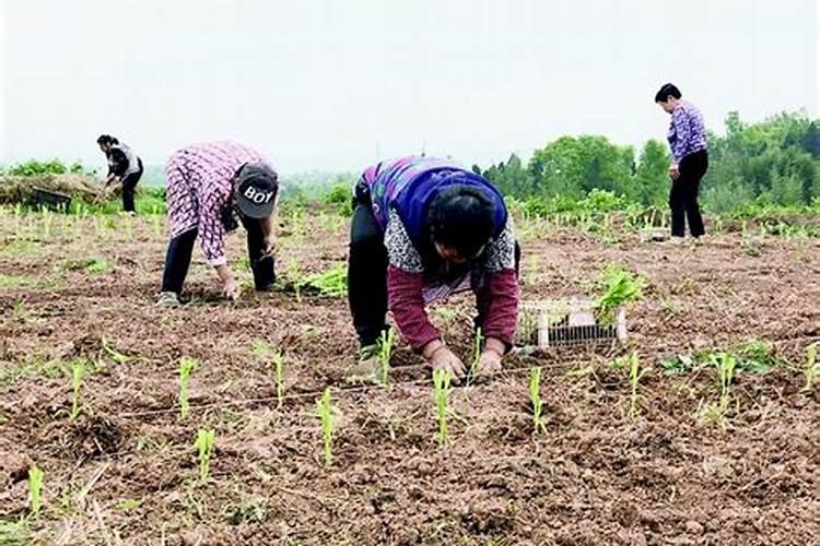 种高粱用什么化肥好 怎么施肥效果好
