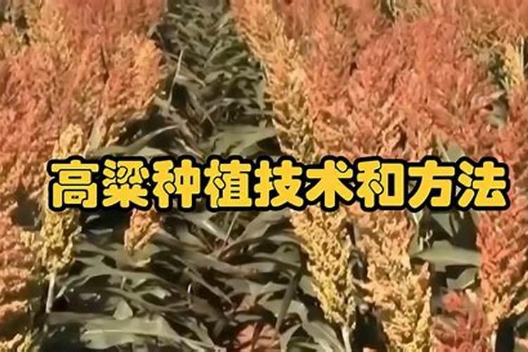 高粱用什么化肥
