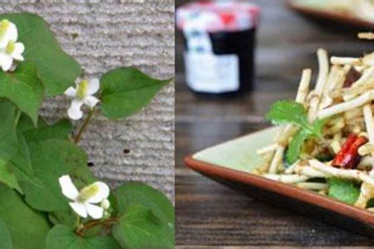 折耳根怎么种植