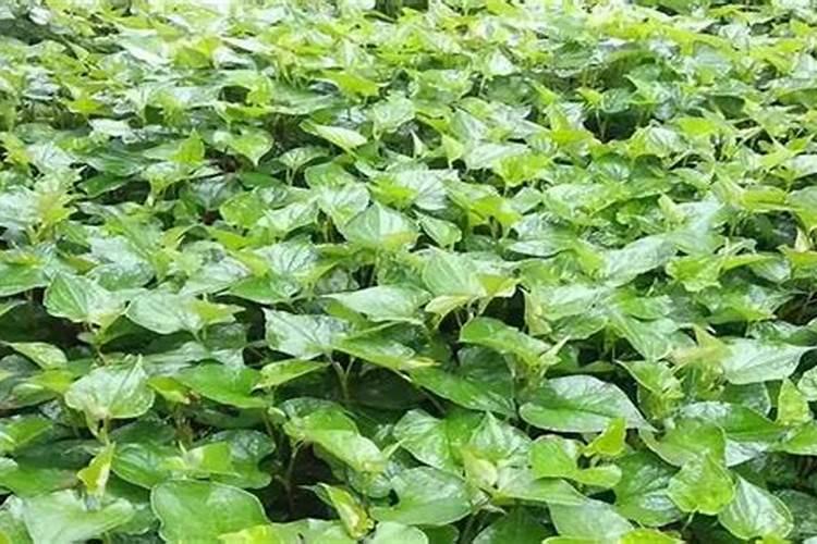 鱼腥草的高产施肥技巧 鱼腥草应该怎么种植