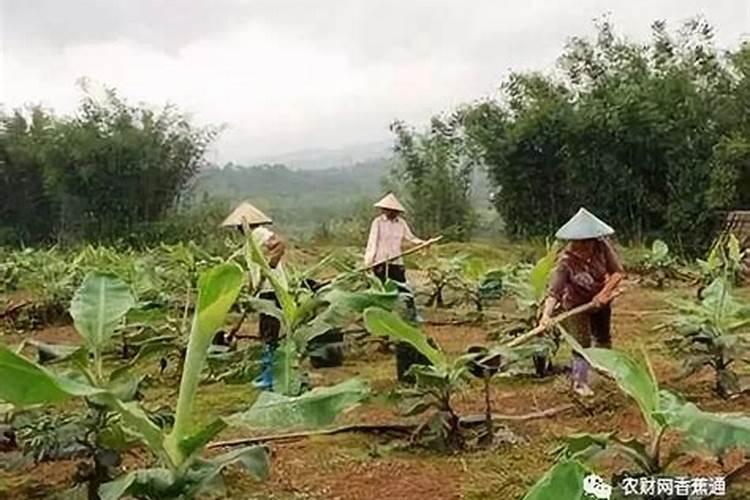 香蕉怎么高产种植 香蕉养殖时怎么施肥浇水