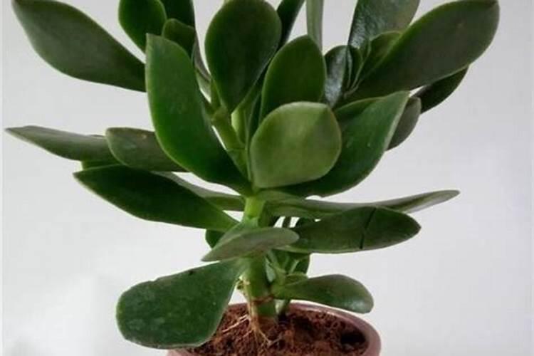 玉树种植用什么肥料