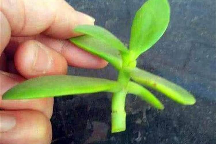 关于玉树的问题