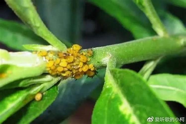 石榴树最怕什么农药