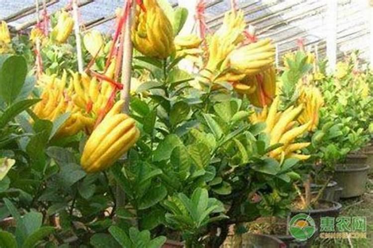 佛手瓜可以种植几年