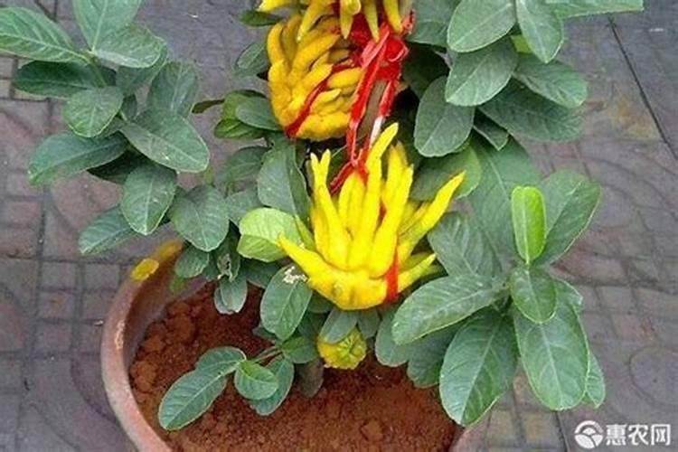 佛手瓜种植方法？