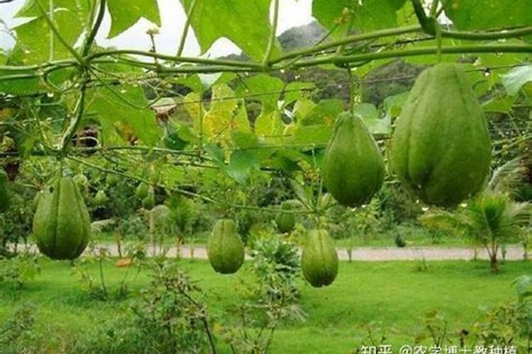 佛手瓜怎么种植