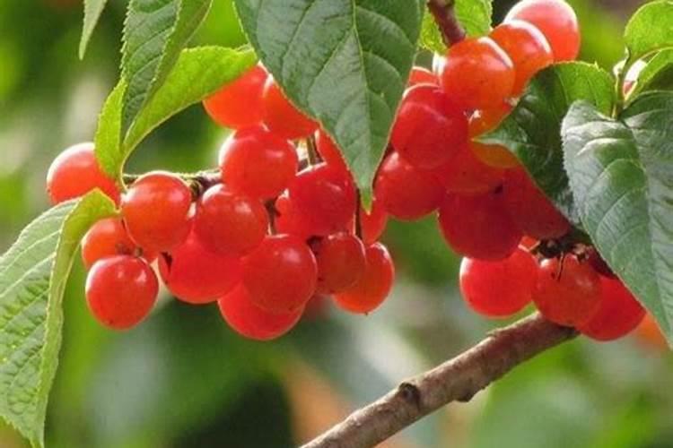 大樱桃叶面肥花前打好还是花后打好？原因是什么？
