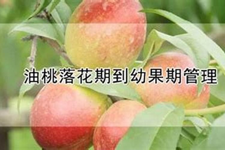 油桃如何施肥？