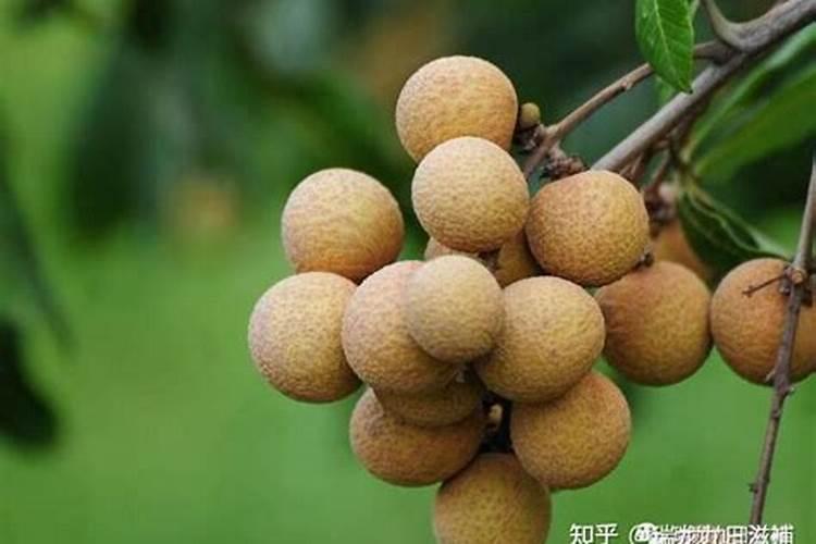 苹果树打药时间与用药方法