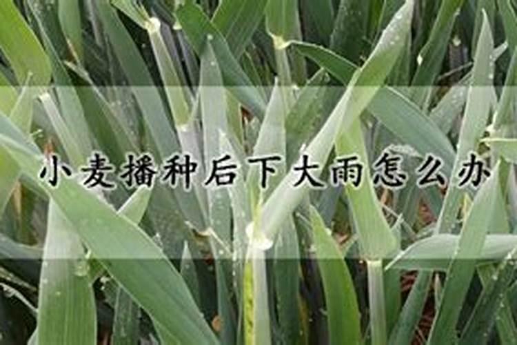 冬季小麦不下雨怎么办