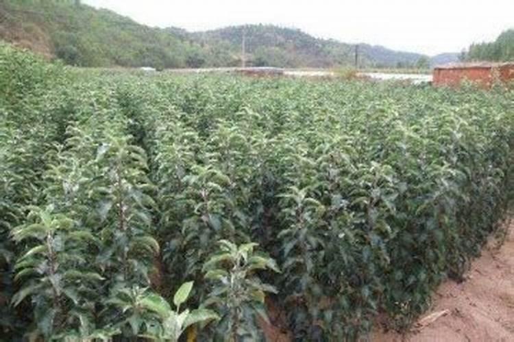 腐殖酸钠属于碱性还是酸性 一亩用量多少