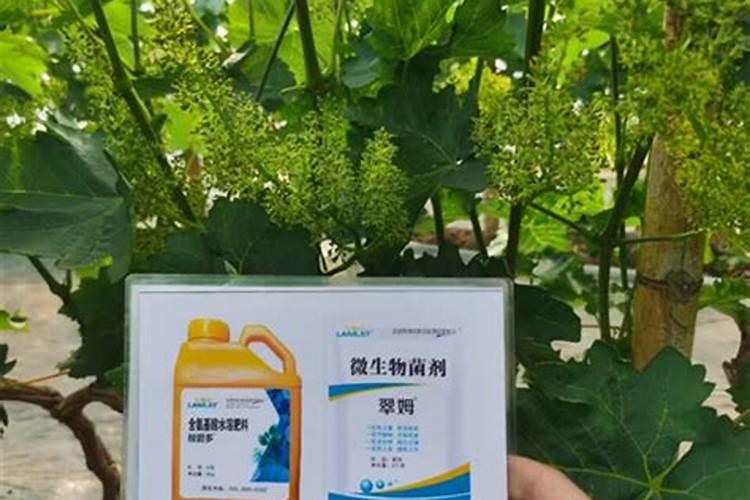 芸苔素使用技巧