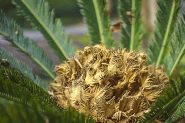 铁树用什么肥料比较好 铁树施什么肥生长快速更茂盛