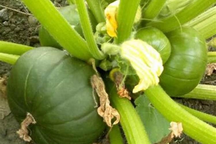 南瓜需要施什么肥料(一般种植南瓜什么时候施肥方法)