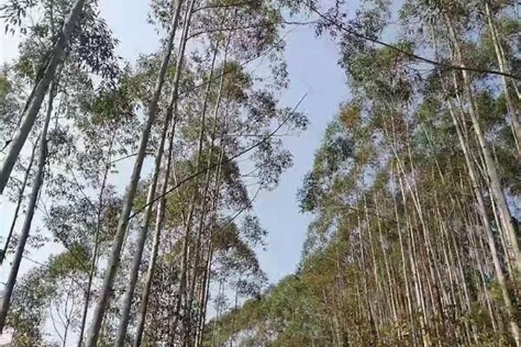 桉树专用肥价格