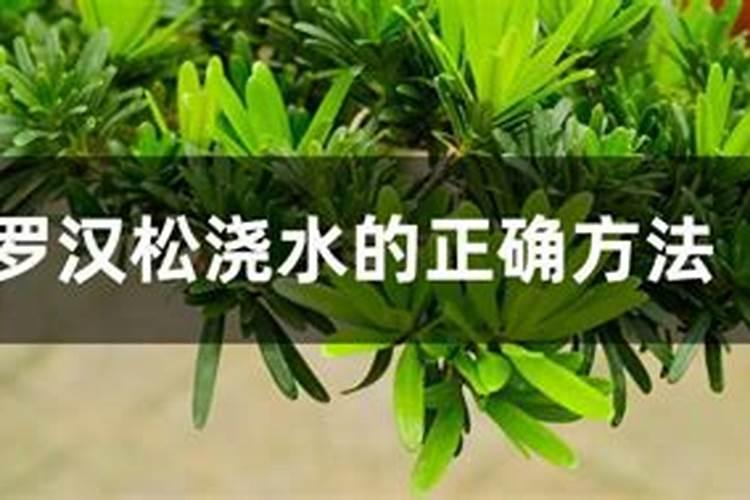 罗汉松施什么肥好