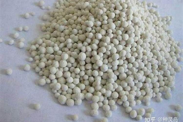 金钱树夏天需要施肥吗