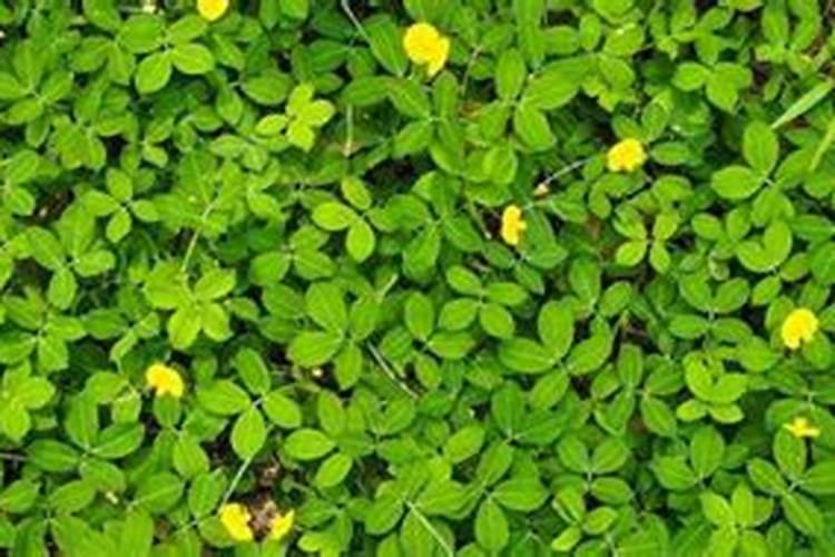 现在花生用不用打药了