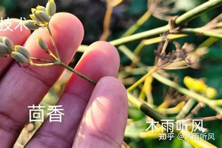 茴香的种植方法