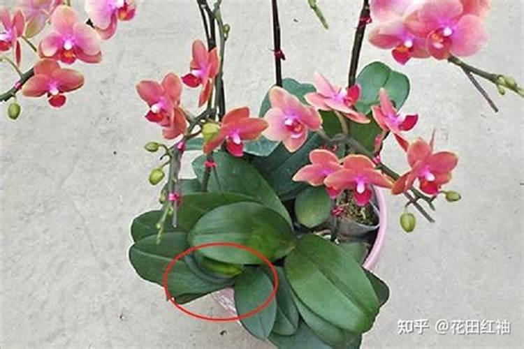 蝴蝶兰施什么肥料好