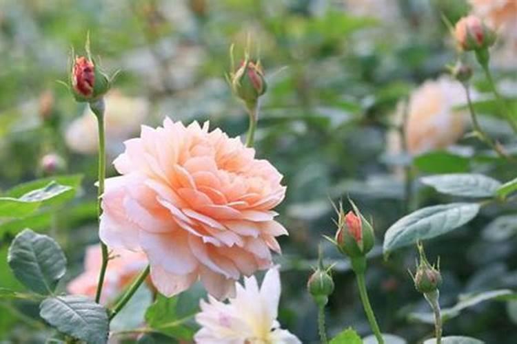 月季花如何追肥