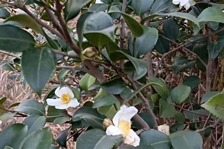 茶树花施什么肥最好