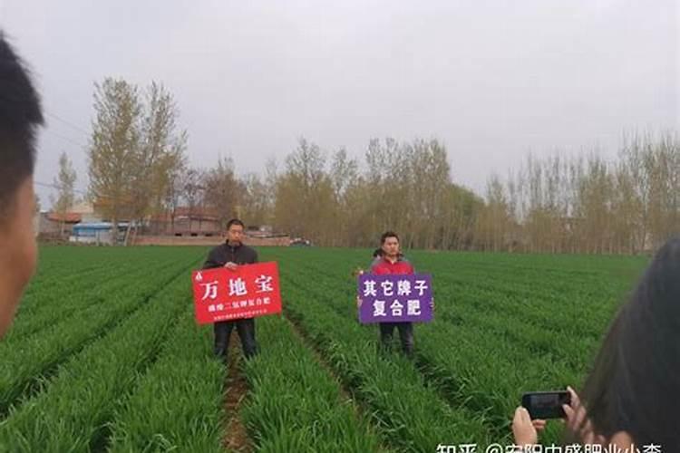 小麦春季追肥尿素好还是硝酸磷肥好