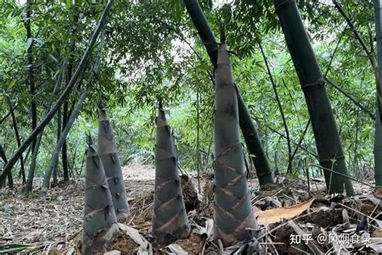竹笋高产种植方法有哪些