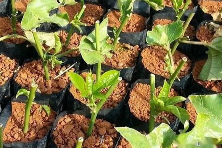 百香果一直落花不挂果要用什么农药打？