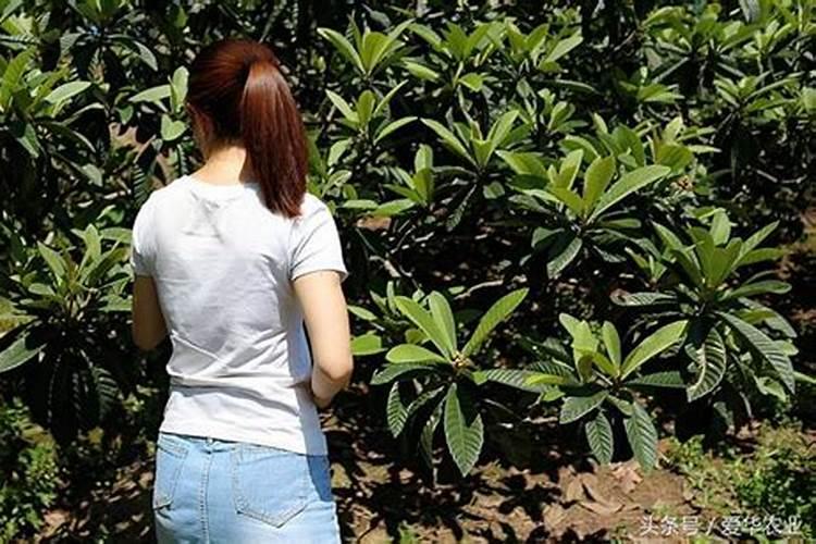 枇杷施肥用什么最好