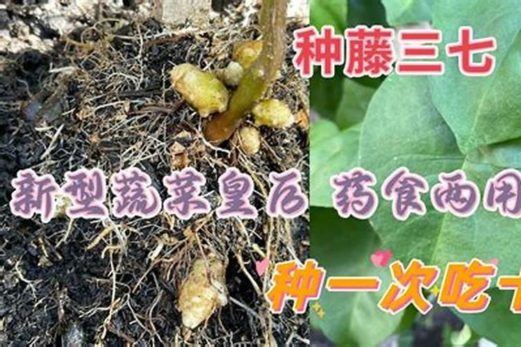 藤三七的种植方法藤三七能越冬吗
