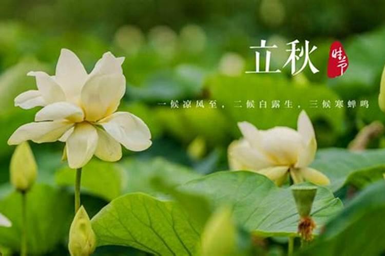 立秋过后如何给长寿花施肥