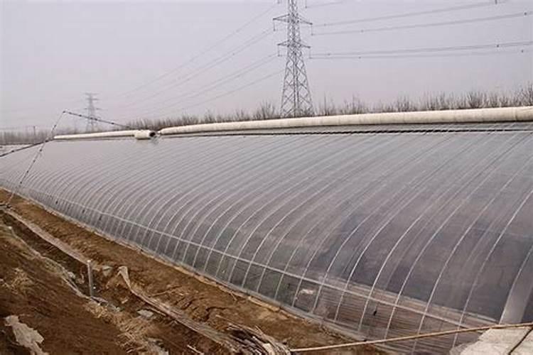 大棚里的青菜撒尿素不浇水可以吗