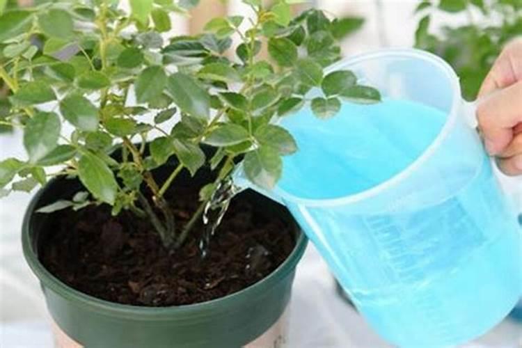 复合肥溶水后浇根有效吗