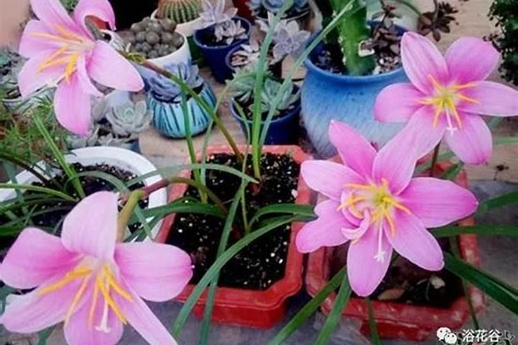 即将要开花的兰花可以施肥吗