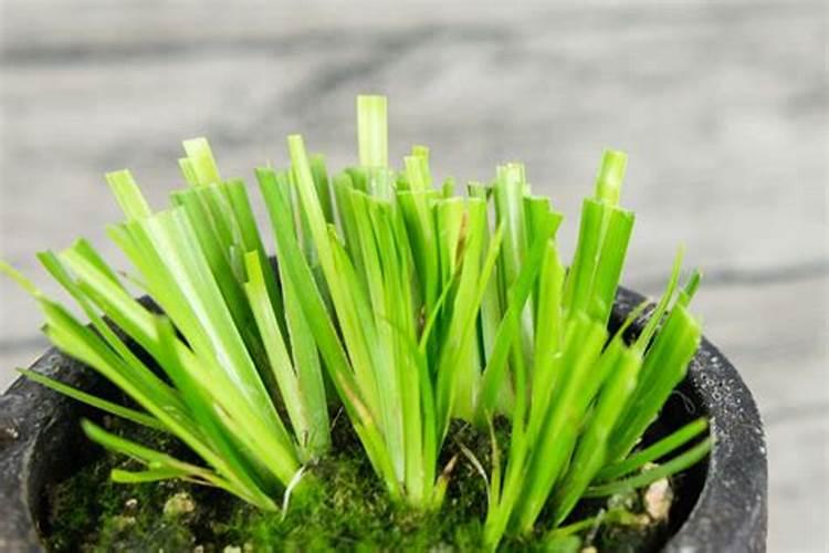 金钱菖蒲水培养殖方法 怎样养殖水培金钱菖蒲