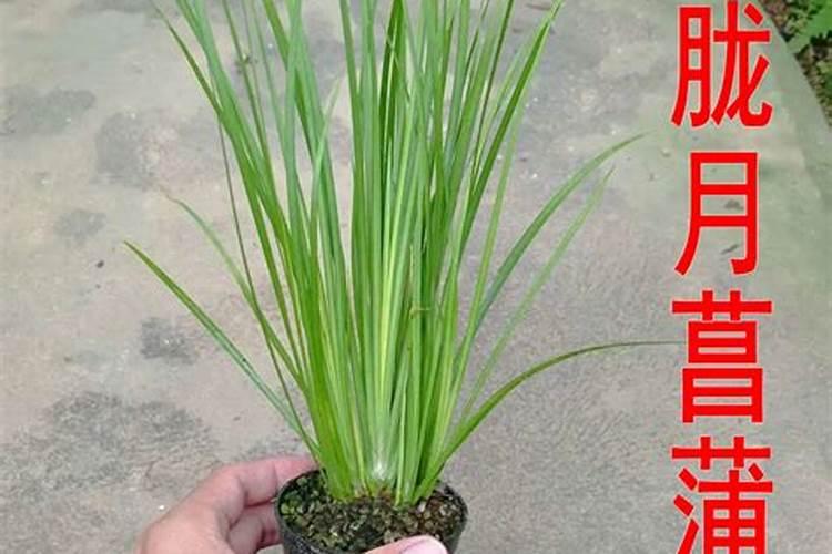 金钱菖蒲水培养殖方法 怎样养殖水培金钱菖蒲
