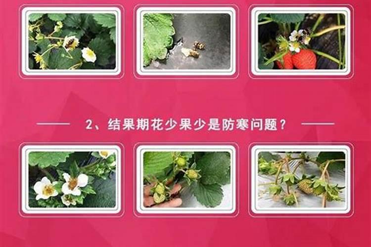 草莓花期可不可以喷叶面肥？要注意什么问题？
