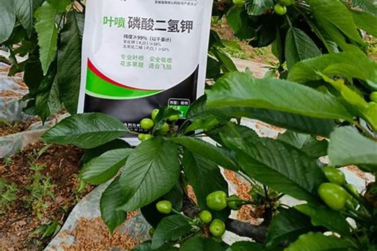 高钾水溶肥什么时候用,在地里几小时见效