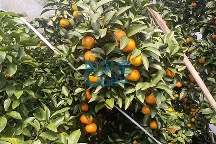 柑橘幼苗水溶肥的用量是多少？