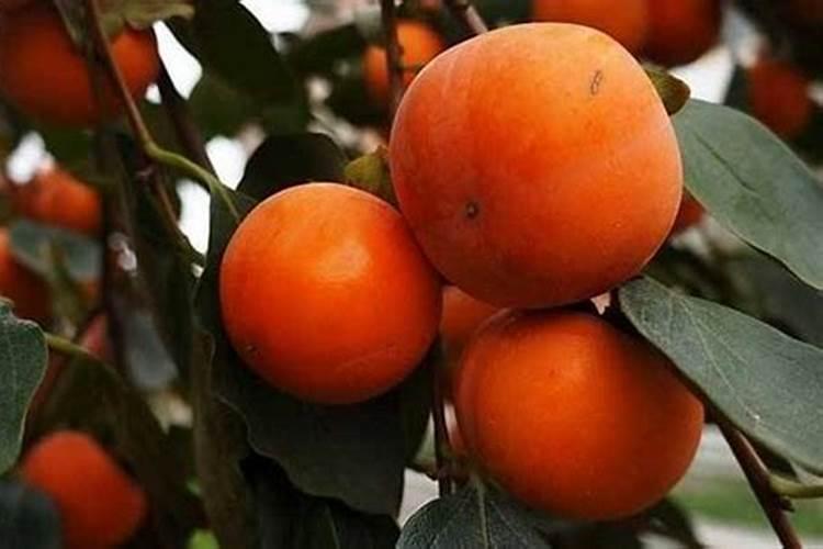 柿子树施什么肥保花保果