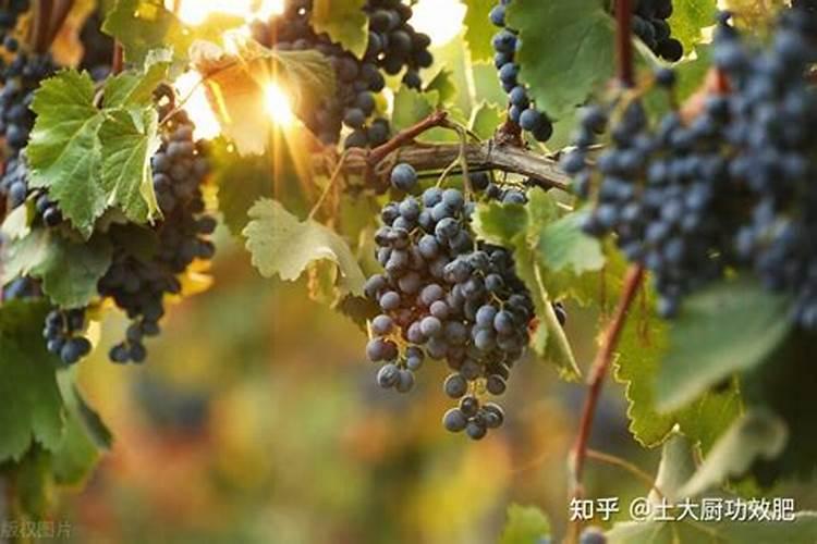 磷酸二铵是什么肥料 磷酸二铵的成分含量是什么
