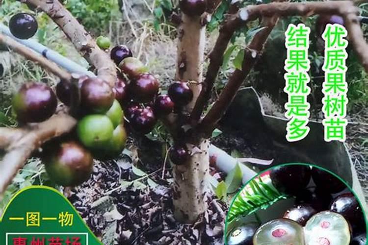 果树叶面肥喷施时间、喷施方法及其用量