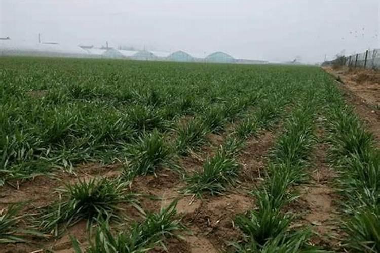 小麦春季追肥用什么肥料好