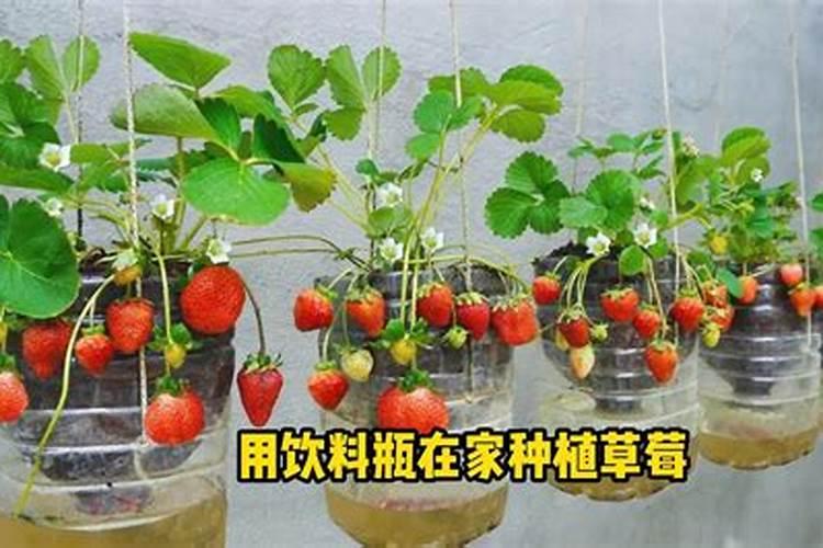种植草莓需要什么肥料 种植草莓用什么肥料最好