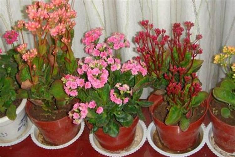 长寿花夏天怎么养施什么肥